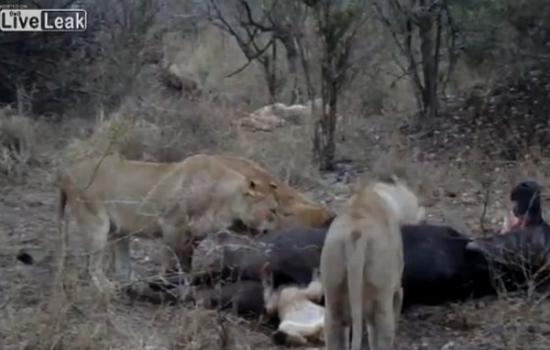 南非克鲁格国家公园小狮子吃水牛不慎头卡肛门拔不出