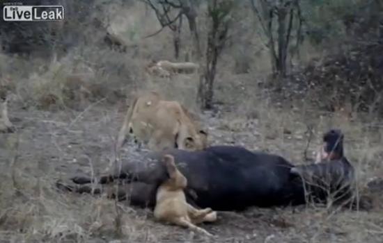南非克鲁格国家公园小狮子吃水牛不慎头卡肛门拔不出