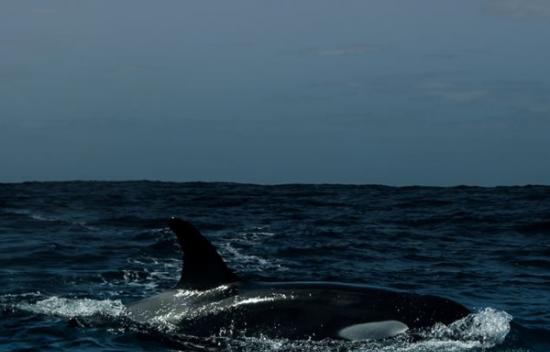在南非拍摄沙丁鱼时险被布氏鲸吞下肚