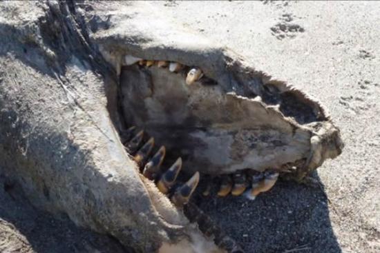 新西兰普伦蒂湾海滩发现了一具腐烂的“海怪”尸体
