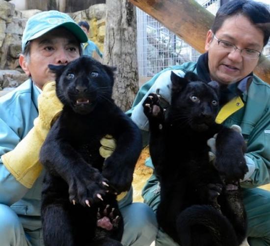日本兵库县神户市滩区的市立王子动物园的“阿多斯”和“萝拉”交配后，产下小黑豹。