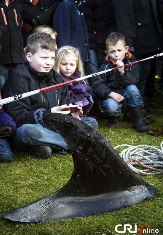 丹麦水族馆公开解剖搁浅海豚