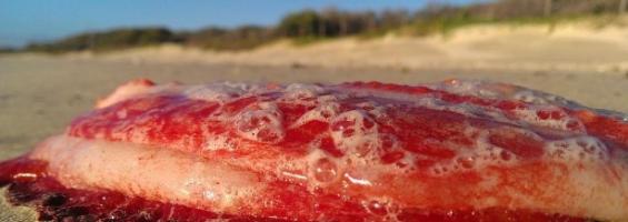 澳洲阳光海岸一只神秘生物被冲上岸