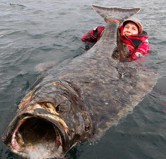 瑞典男子在挪威罗弗敦群岛钓鱼 捕获重达101公斤比目鱼