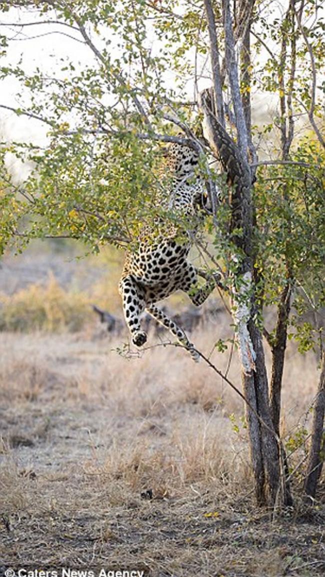 南非克鲁格国家公园饥饿花豹拉扯树上巨蟒尸体