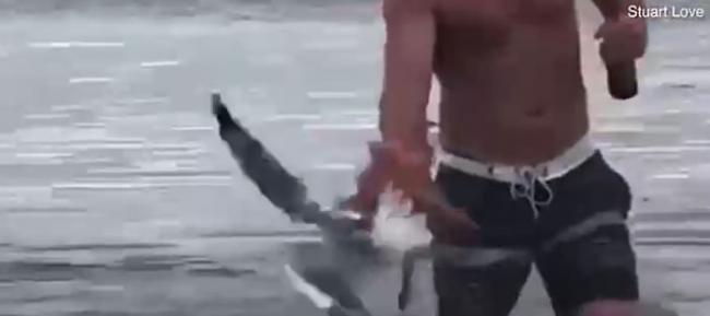 西澳大利亚罗特内斯特岛海滩章鱼试图捕杀海鸥