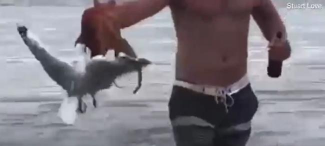 西澳大利亚罗特内斯特岛海滩章鱼试图捕杀海鸥