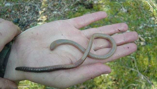 英国苏格兰的拉姆岛发现40公分长巨型蚯蚓