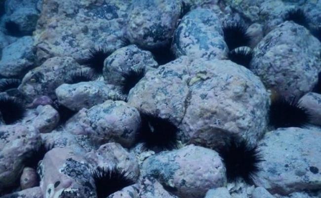 海胆会消灭所有食物，破坏海藻栖息地，只留下光秃秃如月球表面盘的白色礁岩。