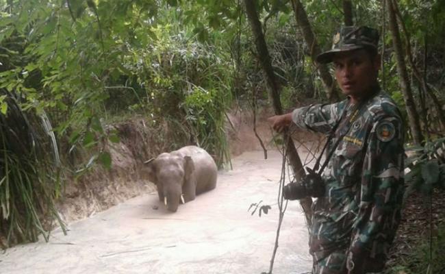 林区工作人员指大象没有任何伤痕。