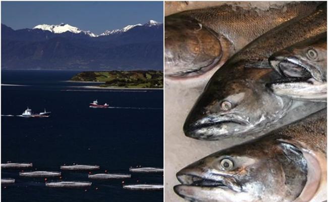 智利暴雨侵袭 养殖场60万条三文鱼游走恐酿生态灾难