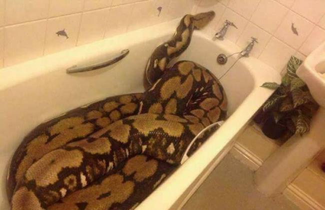 到朋友家中借厕所 看到浴缸内有一条巨蟒