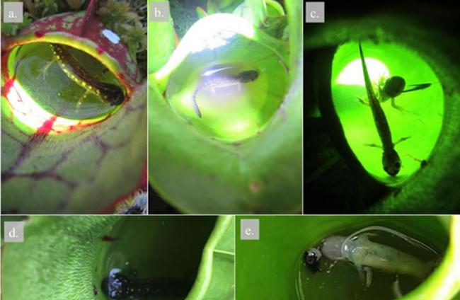 加拿大圭尔夫大学科学家研究发现食肉睡莲吃小蝾螈