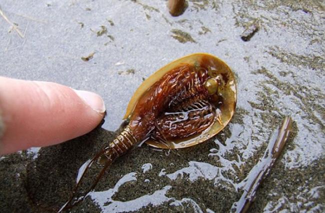 澳洲沙漠大雨后发现罕见活化石“沙漠虾”shield shrimp 2亿年来外观毫无变化