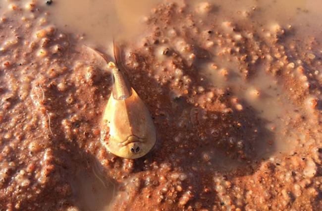 澳洲沙漠大雨后发现罕见活化石“沙漠虾”shield shrimp 2亿年来外观毫无变化