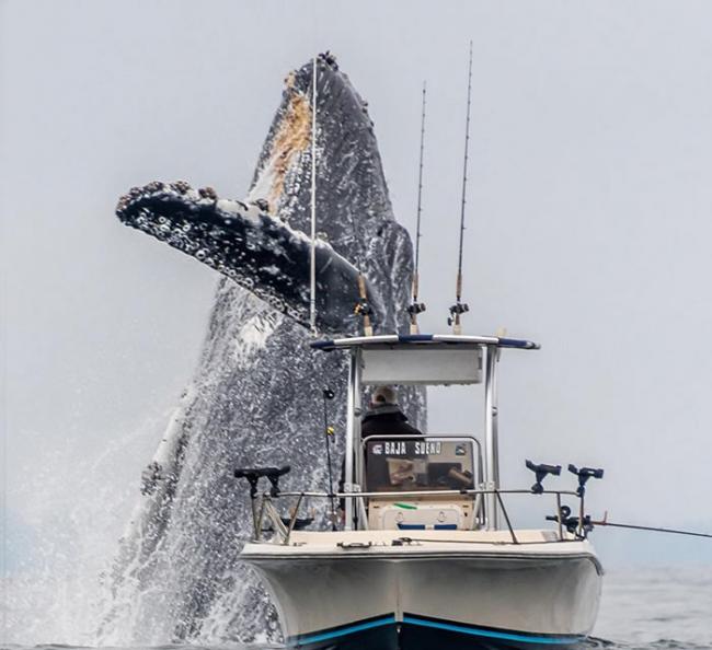 视频：美国加州蒙特雷湾不可思议一幕 巨大座头鲸跃过渔船