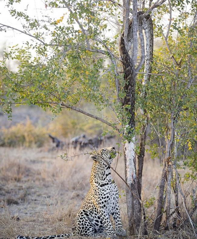 南非克鲁格国家公园饥饿花豹拉扯树上巨蟒尸体