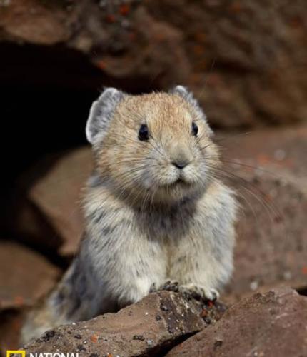 北美鼠兔看起来很萌，但它们却具有不一般的新陈代谢机制，可以使它们适应变化很大的环境条件