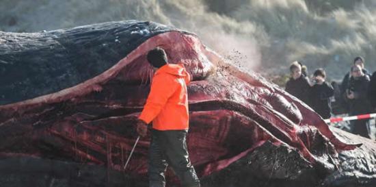 两只抹香鲸搁浅丹麦海滩被当场解剖