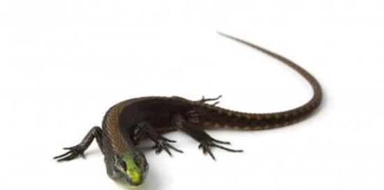 厄瓜多尔发现一种以明亮颜色为特征的新蜥蜴