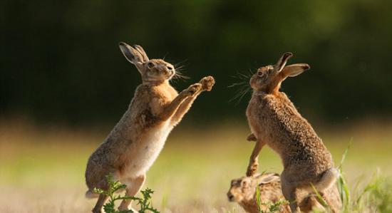 野兔以它们“传统”的击掌方式求偶