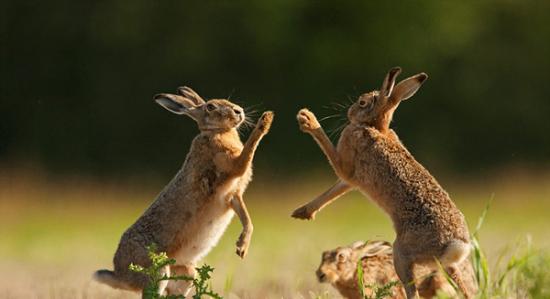 野兔以它们“传统”的击掌方式求偶