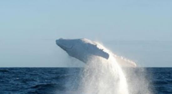 全球唯一被纪录的白色座头鲸Migaloo