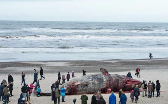 两只抹香鲸搁浅丹麦海滩被当场解剖