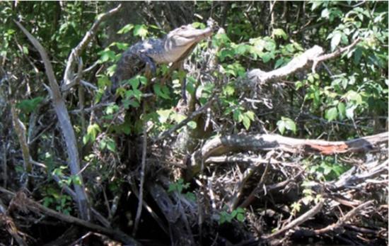 鳄鱼爬树能力远远超出人们的想象