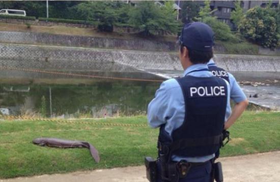 日本千叶县房总半岛南部鸭川市一河流旁发现1.5米长巨型娃娃鱼