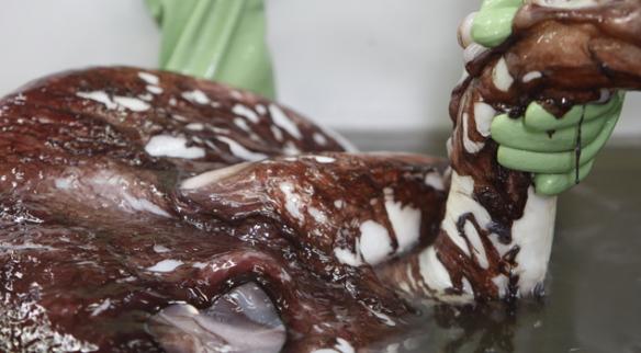 在检查鱿鱼尸体时，科学家抓着这条巨型鱿鱼的触足，据悉，他们使用一台叉式升降机将鱿鱼尸体放置在一个水池中。