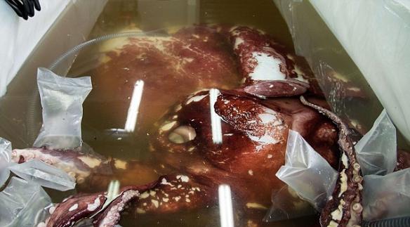 在惠灵顿国家博物馆实验室内这条巨型鱿鱼已被解冻。