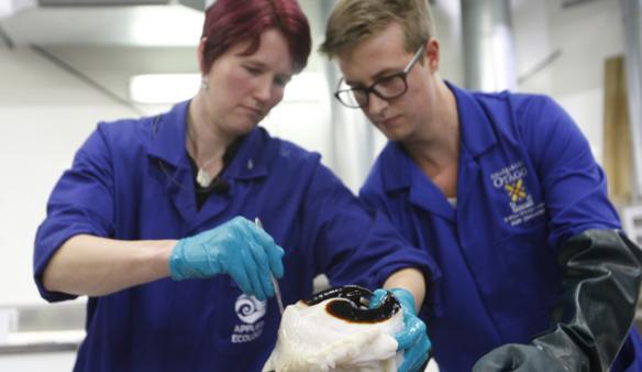 新西兰奥克兰理工学院科学家凯蒂-博尔斯塔德(Kat Bolstad)和学生亚伦-博伊德-埃文斯(Aaron Boyd Evans)对这条超级鱿鱼进行解剖，图中是