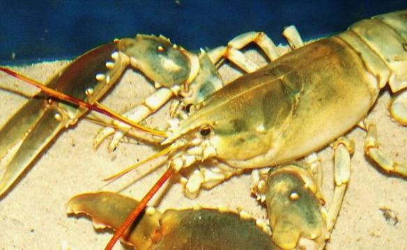 苏格兰渔民捕获野生“黄金甲”龙虾