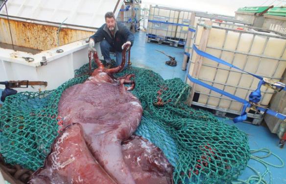 2013年12月捕捞船展示南极洲罗斯海捕捞到的这条巨大鱿鱼。