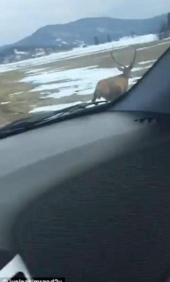 斯洛伐克一只鹿一跃而起“飞”过公路