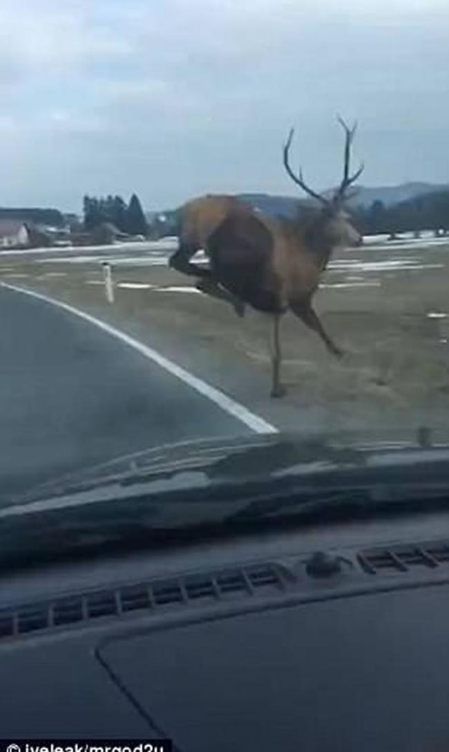 斯洛伐克一只鹿一跃而起“飞”过公路