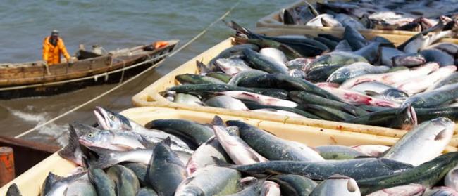 俄罗斯远东地区正式进入鲑鱼渔期 预期捕捞量近年最高