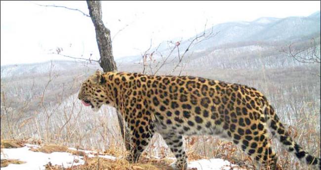 俄罗斯东南部一只濒危远东豹被汽车撞倒