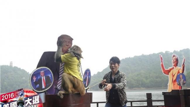 猴王向特朗普的人形纸牌献吻。