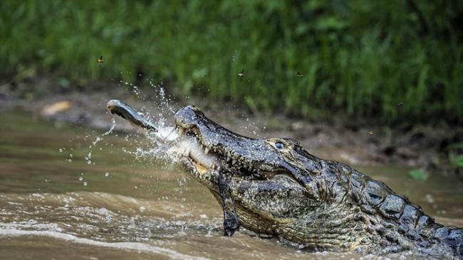 意大利摄影师拍到巴西一条大鱼捕获小鱼后再成为鳄鱼猎物的经过
