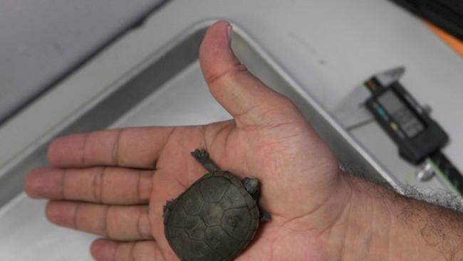 沃格特动胸龟体型细小。