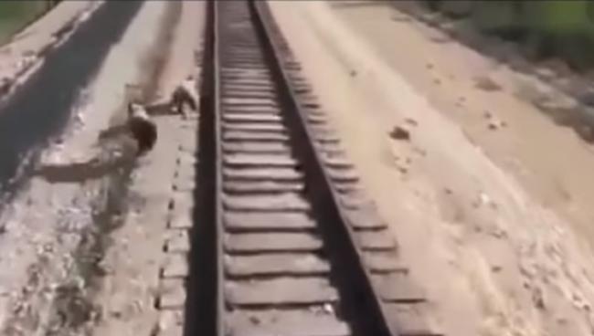 俄罗斯萨哈共和国母熊为救铁轨上吓傻的小熊惨遭辗毙
