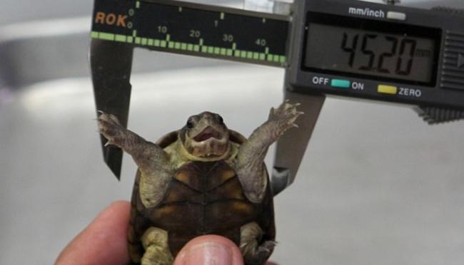 沃格特动胸龟的宽度亦较高度为长，与其他品种的乌龟品种截然不同。