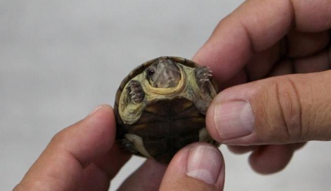 一对雌雄乌龟已被送往再生中心，期望它们能够生殖下一代。