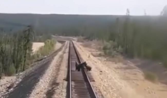 俄罗斯萨哈共和国母熊为救铁轨上吓傻的小熊惨遭辗毙