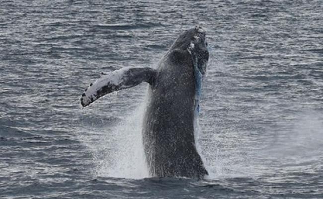 美国洛杉矶外海一条座头鲸被发现遭渔网缠住