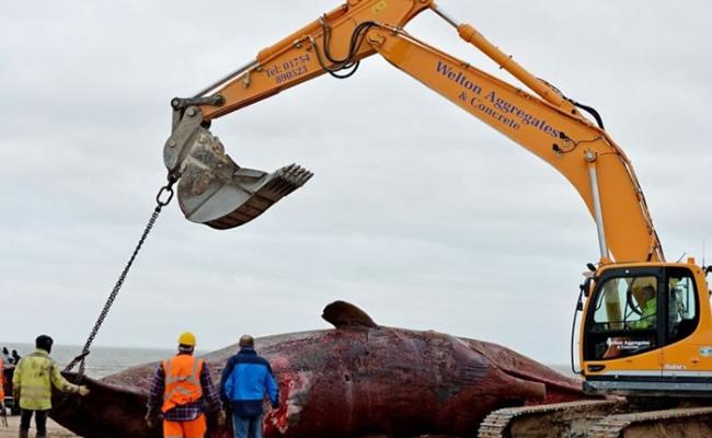当局稍后将鲸尸运往堆填区长埋。