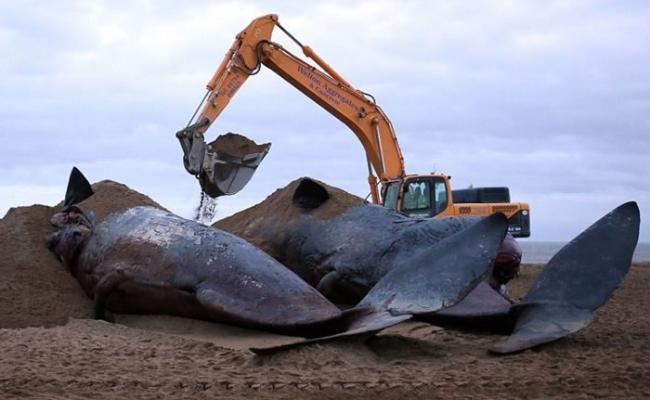 当局先以沙泥将鲸尸封住，防止被海浪冲走。