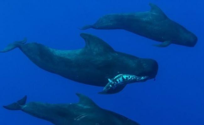 鲸鱼爸爸用口叼着死去的幼儿游过，旁边还有2条母鲸“护航”。